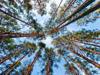 Bottom view of tall pine trees in a coniferous forest against a background of blue sky. 