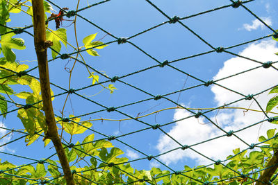 Low angle view of chainlink fence against blue sky