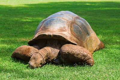 Turtle in a field