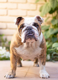 Portrait of dog on floor