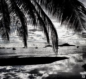 Palm trees on beach against sky