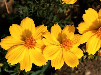 Close-up of yellow flowers blooming outdoors