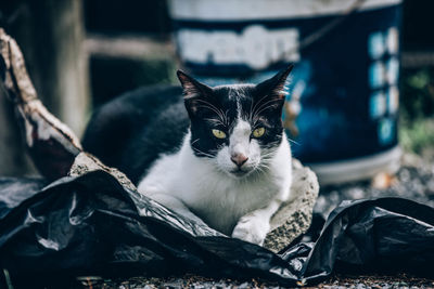 Close-up portrait of cat resting outdoors