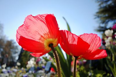 Close-up of red rose against sky