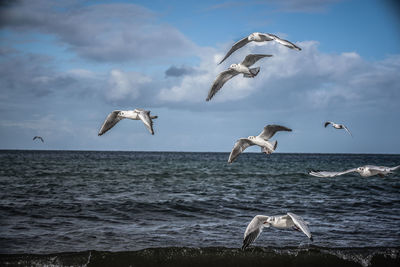 Seagulls flying over sea