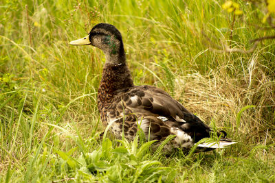 Duck on a field