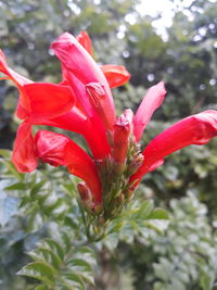 Close-up of red flowering plant