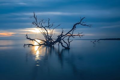 Silhouette bare tree by sea against sky during sunset