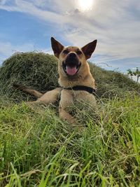 Portrait of dog on field