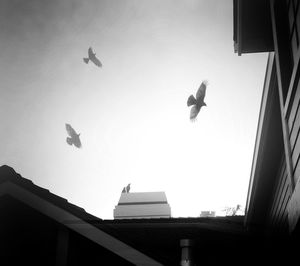 Low angle view of birds flying in sky