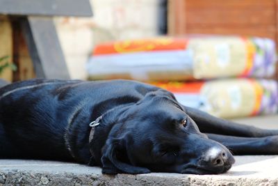 Close-up of dog sleeping