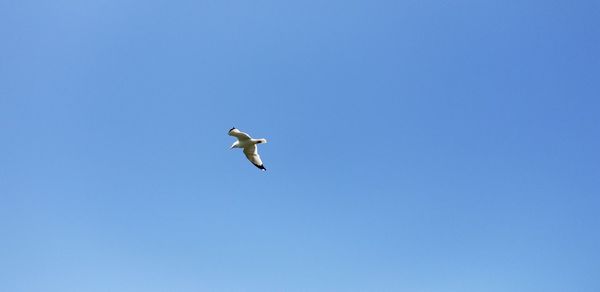 Low angle view of seagull flying in sky