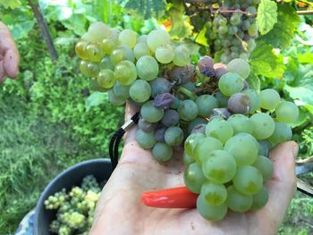 Close-up of hand holding grapes