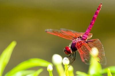 Close-up of butterfly on red flower