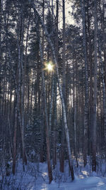 Sunlight streaming through trees in forest during winter