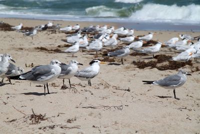 Royal terns and seagulls 