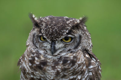 Close-up portrait of owl