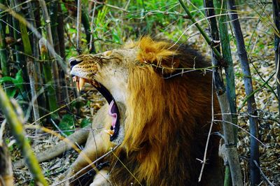 Close-up of a cat yawning