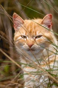 Close-up portrait of a cat