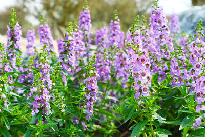 Close-up of purple flowering plants