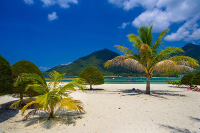 Palm trees on beach against sky