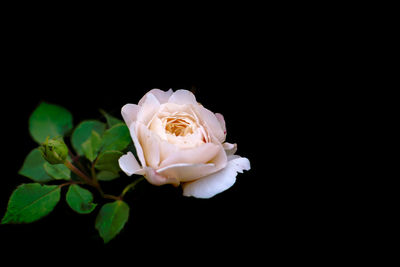 Close-up of white rose against black background