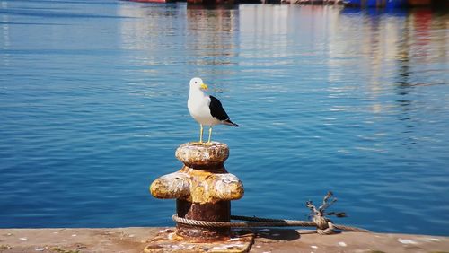 Seagull perching on wooden post