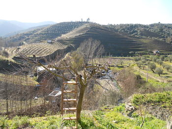 Scenic view of agricultural field against clear sky