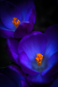 Close-up of purple crocus flower