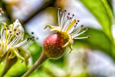 Close-up of flowering plant against blurred background