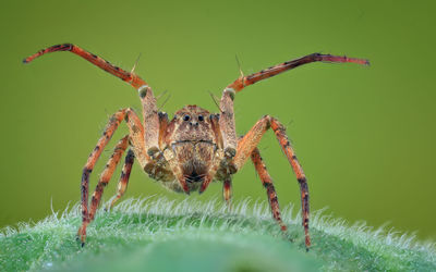 Close-up of spider