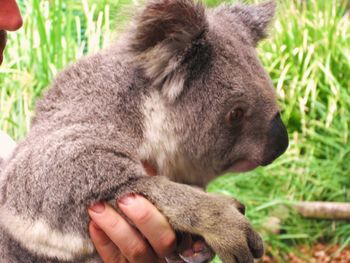 Close-up of baby hand