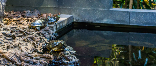 High angle view of frog on rock