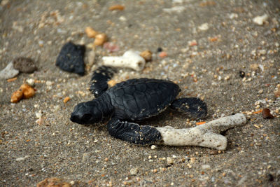 Baby turtle