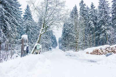 Snow covered trees against sky