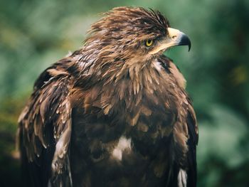 Close-up of eagle