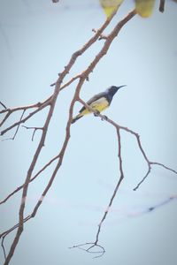 Low angle view of bird perching on branch