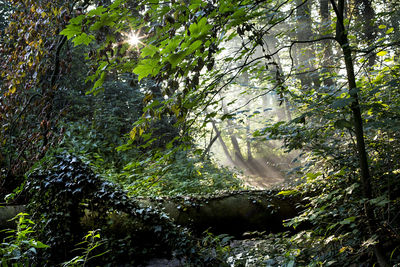 Trees growing in forest