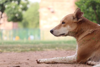 Close-up of a dog looking away