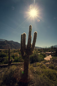 Cactus growing on field against sky on sunny day