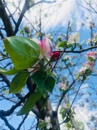 Low angle view of cherry blossoms in spring