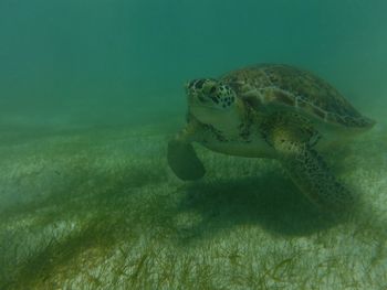 Close-up of tortoise swimming in sea