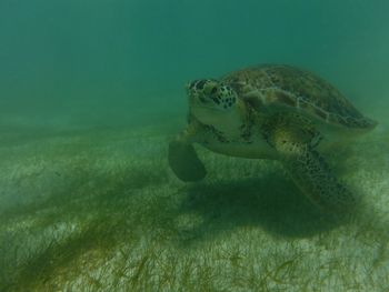Close-up of turtle swimming in sea