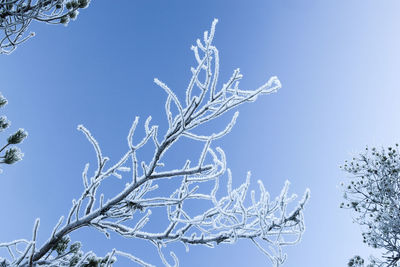 Low angle view of frozen bare tree against blue sky