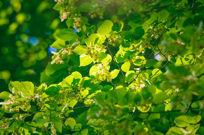 plant