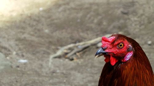 Close-up of rooster