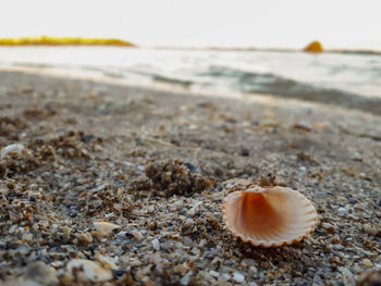 Close-up of shell on beach