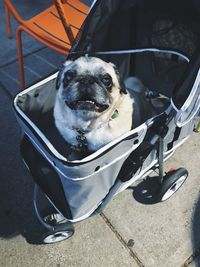 High angle portrait of dog sitting in car