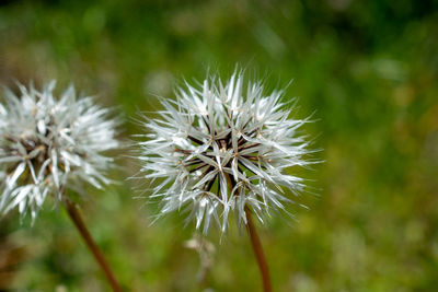 Close-up of white dandelion flower