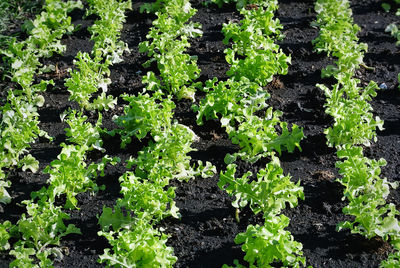 Full frame shot of plants growing on field